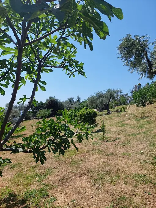 The garden: fig and olive trees on the hillside